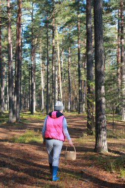 Çam ormanında elinde sepetle mantar arayan bir kadın.