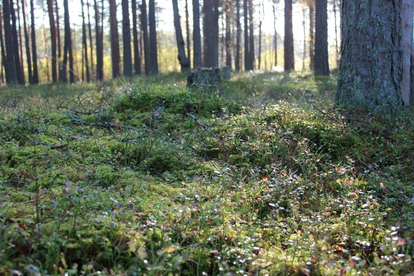 Ryhmä Puita Sammalta Mäntymetsässä — kuvapankkivalokuva