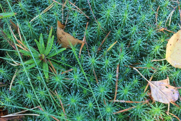 Ormanda yeşil yosun var. Yakın plan.