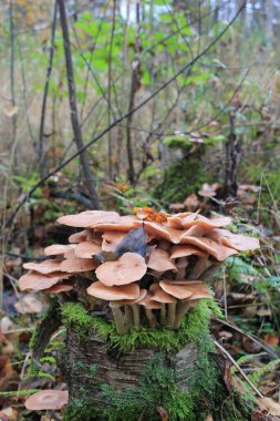 Ağaç kütüğünde yenilebilir mantarlar yetişiyor.