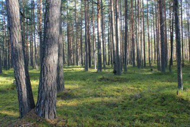 Çam ormanında bir grup ağaç ve yosun.