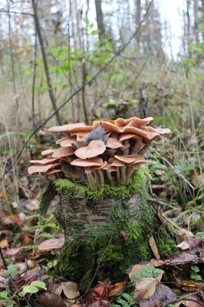 Edible Mushrooms Mushrooms Growing Stump — Stock Photo, Image