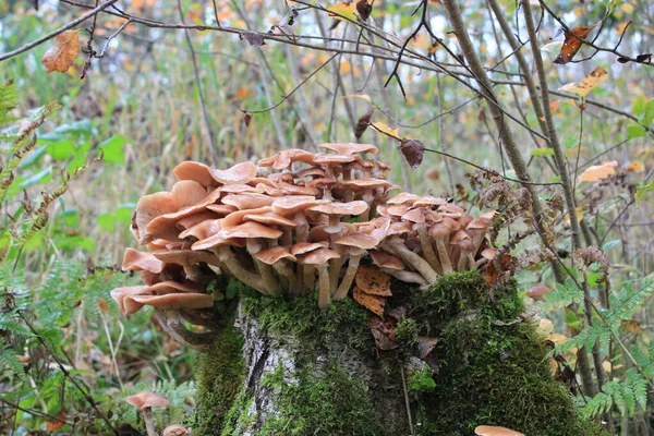 Champignons Comestibles Poussent Sur Souche — Photo