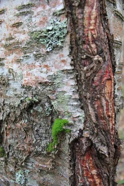 Birch Bark Background Close — Stock Photo, Image