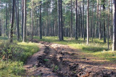 Ormanda mineralleştirilmiş yangın bölgesi