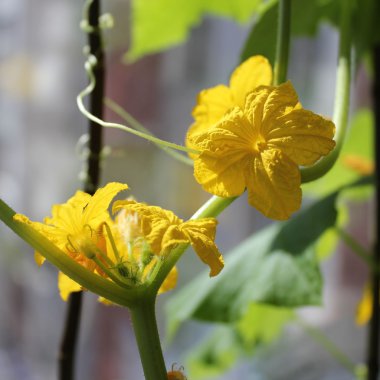 Salatalık çiçeklenme