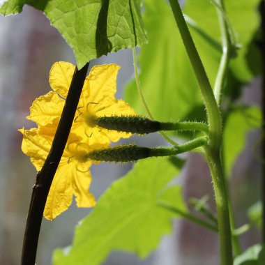 Salatalık çiçeklenme