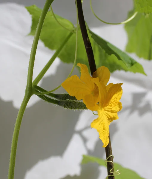 Los pepinos están floreciendo — Foto de Stock