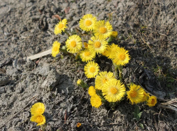 노란색 꽃의 그룹 — 스톡 사진
