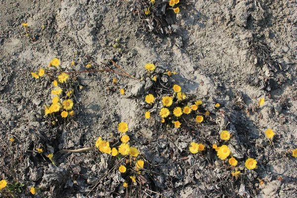 Anne ve üvey annesi kütükler