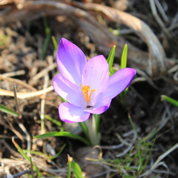 One crocus blooms — Stock Photo, Image