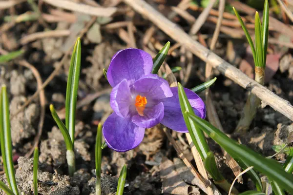 One crocus blooms — Stock Photo, Image