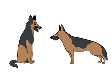 Beyaz bir arka plan üzerinde iki köpek çoban köpeği