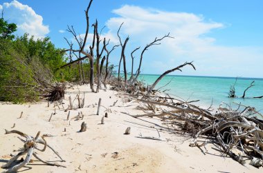 Cayo Jutías, Cennet plaj