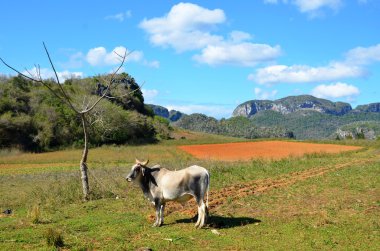 Milli Parkı Vinales