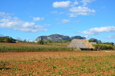 Milli Parkı Vinales
