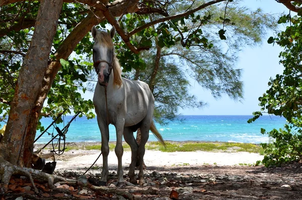 Playa Larga, Cuba —  Fotos de Stock