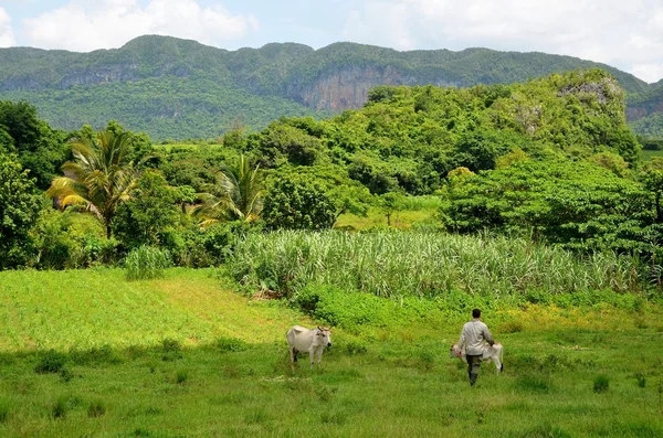 Nationalparken Vinales — Stockfoto