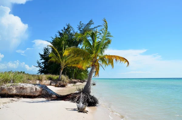 Paradise beach at Cayo Jutías — Stock Photo, Image