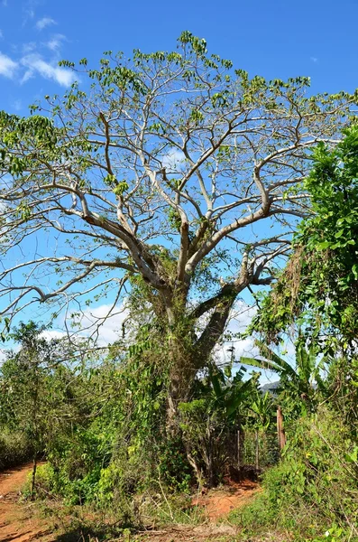 Nationalparken Vinales — Stockfoto