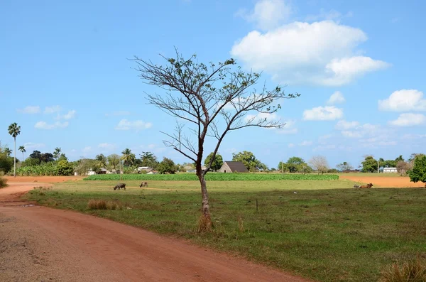 National Park Vinales — Stock Photo, Image