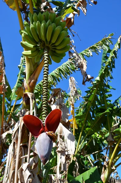Национальный парк Виналес, детали бананов — стоковое фото