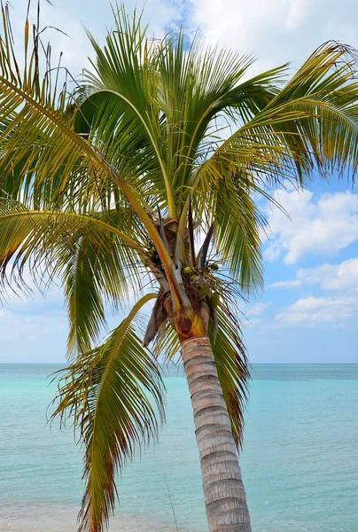 Praia do paraíso em Cayo Jutías — Fotografia de Stock