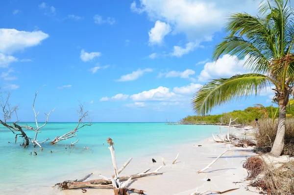 Playa Paradise en Cayo Jutías Imágenes de stock libres de derechos