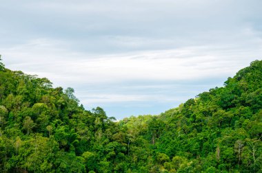 Dağdaki yeşil orman ağacı Bulutlu mavi gökyüzü
