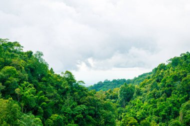 Dağdaki yeşil orman ağacı Bulutlu mavi gökyüzü
