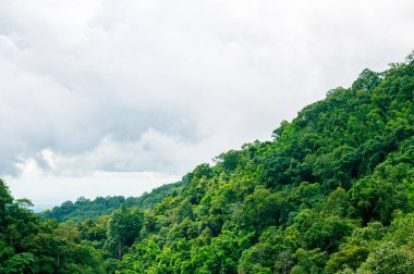 Dağdaki yeşil orman ağacı Bulutlu mavi gökyüzü