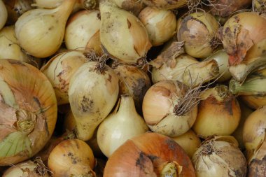 Taze organik soğan. Soğan arka planı. Olgun soğanlar. Soğanın üst görünümü