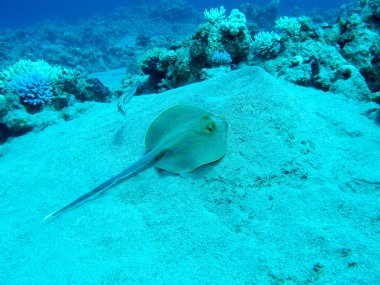 Bluespotted ray (Taeniura lymma) in tropical sea, underwater clipart