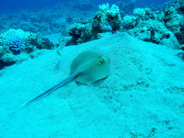 Ray Bluespotted (Taeniura lymma) v tropickém moři, pod vodou — Stock fotografie