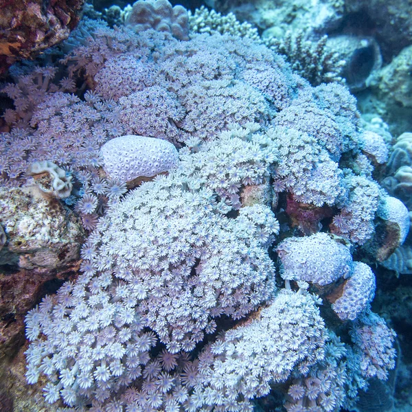 Mjuk korall fastsittande xenia längst ned i tropiska hav, under vattnet — Stockfoto