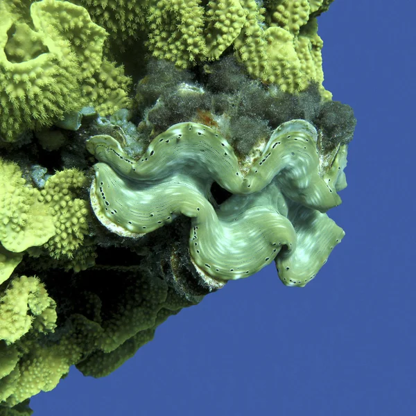 Recife de coral com Tridacna gigas em um fundo de água azul, subaquático — Fotografia de Stock