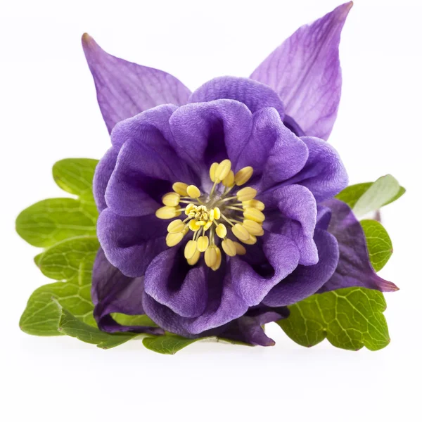 Single Violet  Flower Of Aquilegia Vulgaris Isolated On White Background — Stock Photo, Image