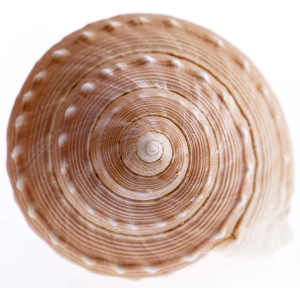 Concha de caracol marino aislado sobre fondo blanco, de cerca — Foto de Stock