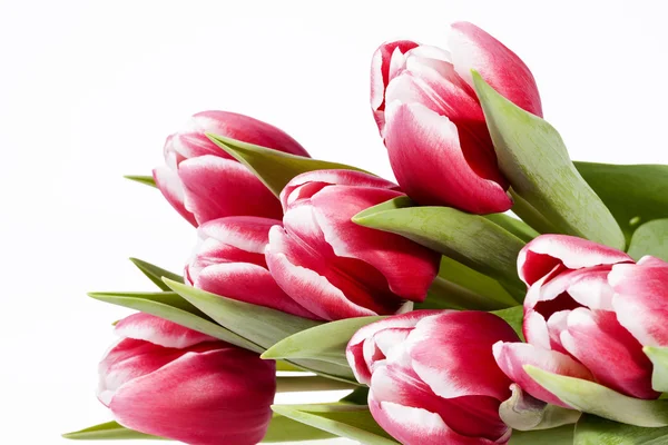 Strauß roter Tulpen Blumen isoliert auf weißem Hintergrund — Stockfoto