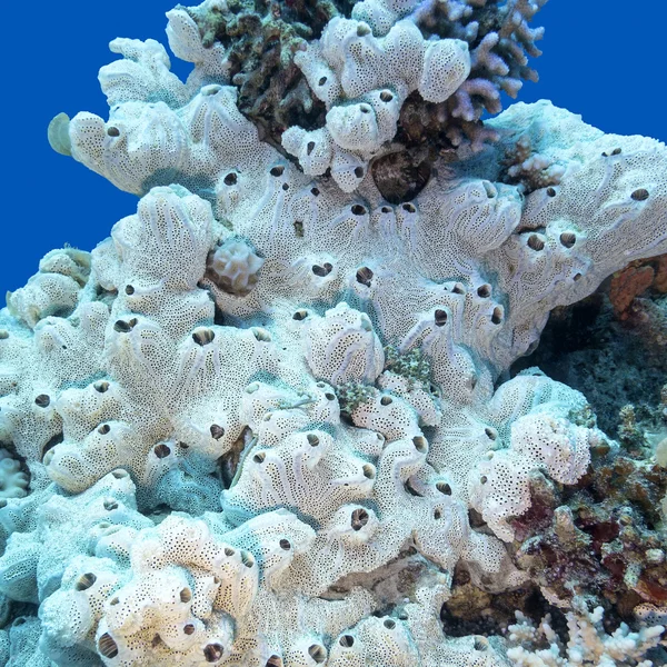 Koraalrif met grote witte zee spons op de bodem van tropische zee — Stockfoto