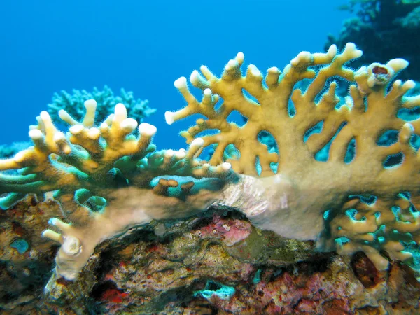 Korallrev med gula eld koraller i tropiska hav, under vattnet — Stockfoto