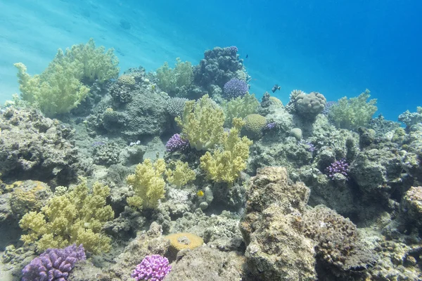 Arrecife de coral en el fondo del mar tropical, bajo el agua —  Fotos de Stock