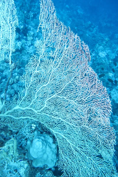 Büyük gorgonian büyük derinliklerde, sualtı tropikal Deniz dibinde — Stok fotoğraf