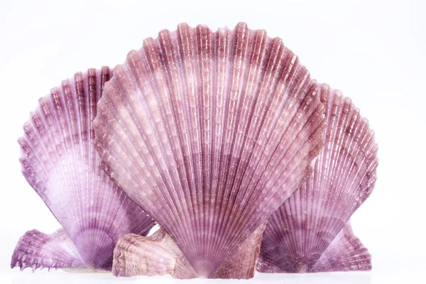 Algumas conchas coloridas de molusco isolado no fundo branco — Fotografia de Stock