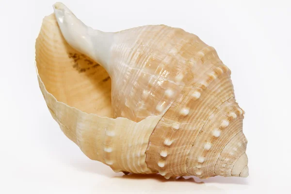 Single sea shell of underwater snail on white background — Stock Photo, Image