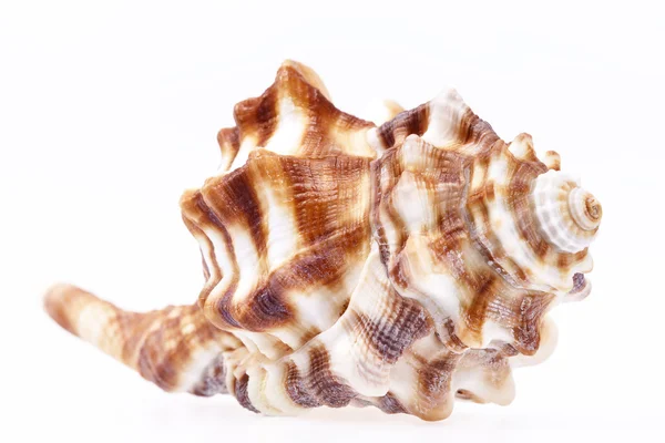 Sea shell of horse conch isolated on white background — Stock Photo, Image