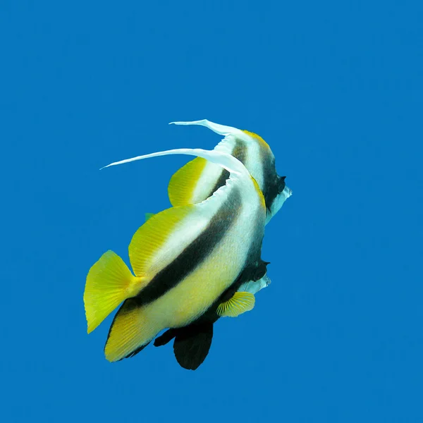 Dua ikan eksotis Bannerfish dengan latar belakang air biru — Stok Foto
