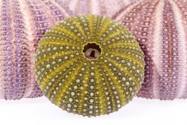 Deniz kestanesi beyaz arka plan üzerinde bazı deniz kabukları.