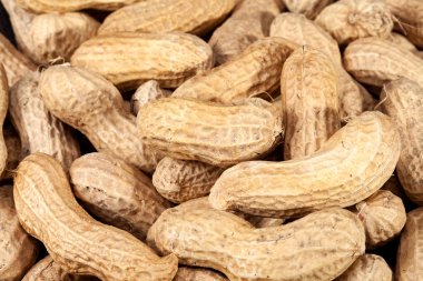 yer fıstığı, meyvelerini arka yakın