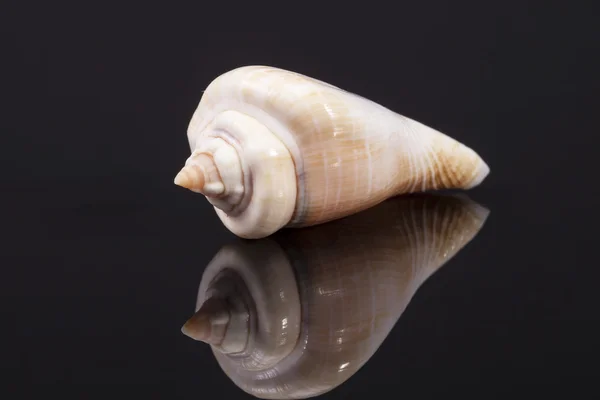 Single seashell isolated on black  background — Stock Photo, Image